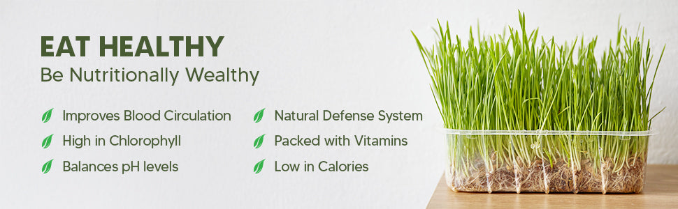 Wheat Grass Powder 200g - Triticum Aestivum — feature 5